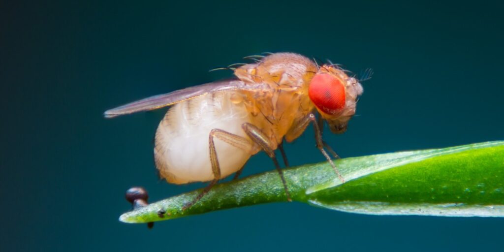 Image of a fruit fly to represent CRISPR-Cas9 editing in Drosophila