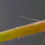 greenhouse pests
