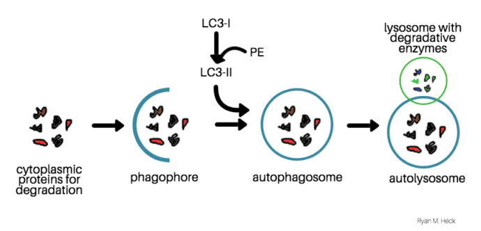 Autophagy and autophagy flux quantification