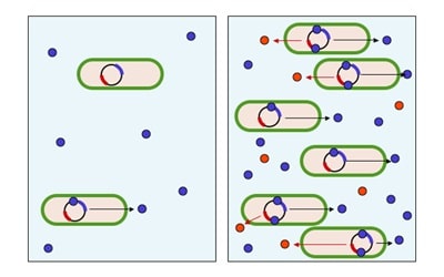 proteins per cell