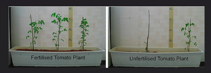 An Introduction to Fertilizers in Plant Research