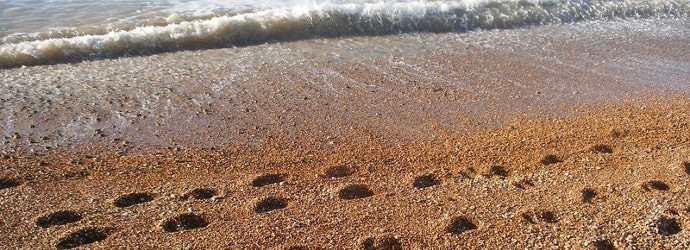 Image of footprints in sand by a beach