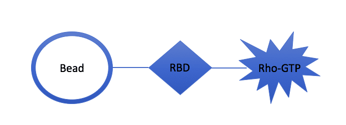 Helpful Tips before your first Rho pull-down assay