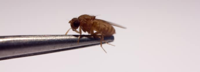 Image of a fruit fly (drosophila melanogaster) on a metal rod