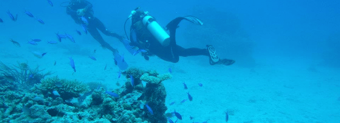 Image of divers swimming past a coral reef and fish