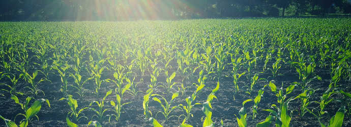 Corn field