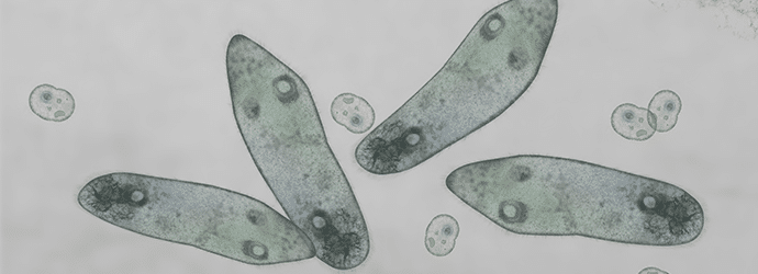 Microscopic image of paramecium and amoeba to represent live cell imaging techniques