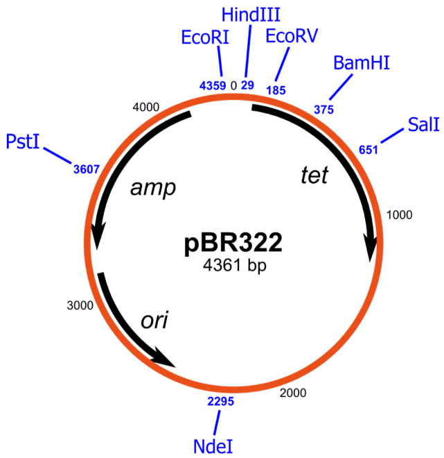 plasmid vector multiple cloning sequence