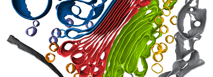 CryoEM image of Golgi apparatus