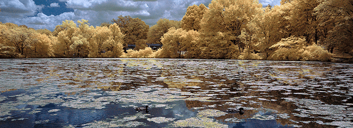 pond--with-algae