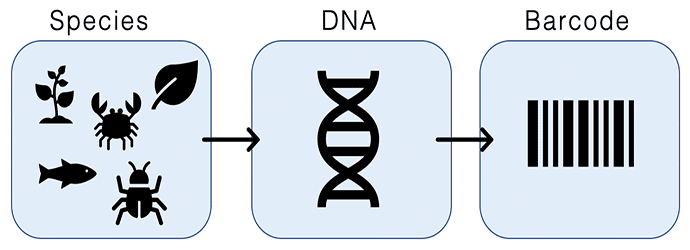 DNA barcoding