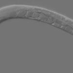 C. elegans