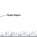 DNA size selection for NGS libraries