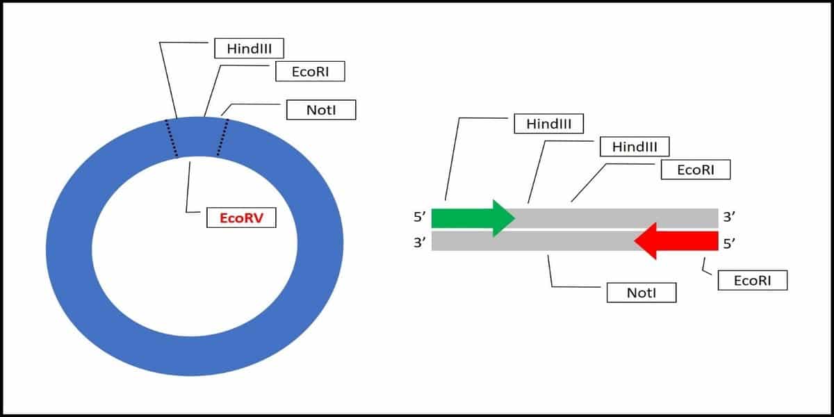 blunt-end-cloning-an-easy-introduction-for-beginers