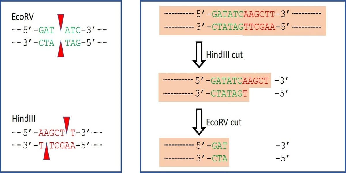 klenow fragment ligation