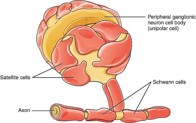 The Culture of Primary Schwann Cells  