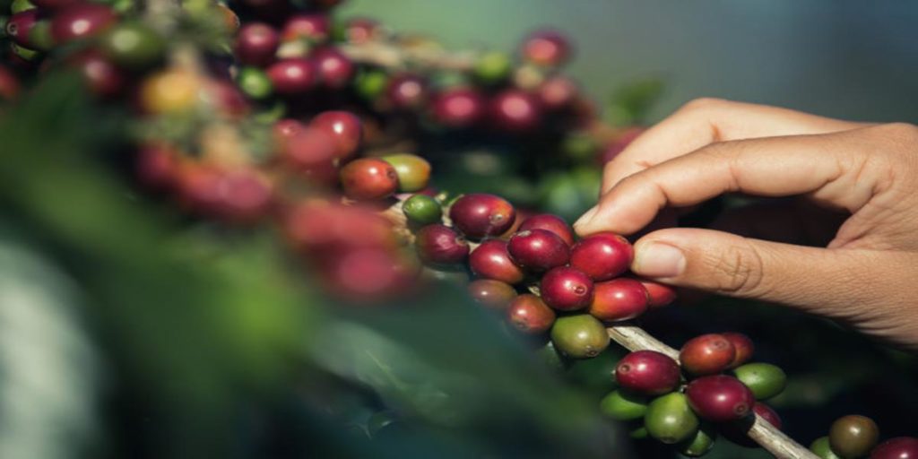 Hand picking coffee beans to show hwo you need to carefully pick a cell line