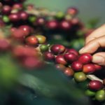 Hand picking coffee beans to show hwo you need to carefully pick a cell line