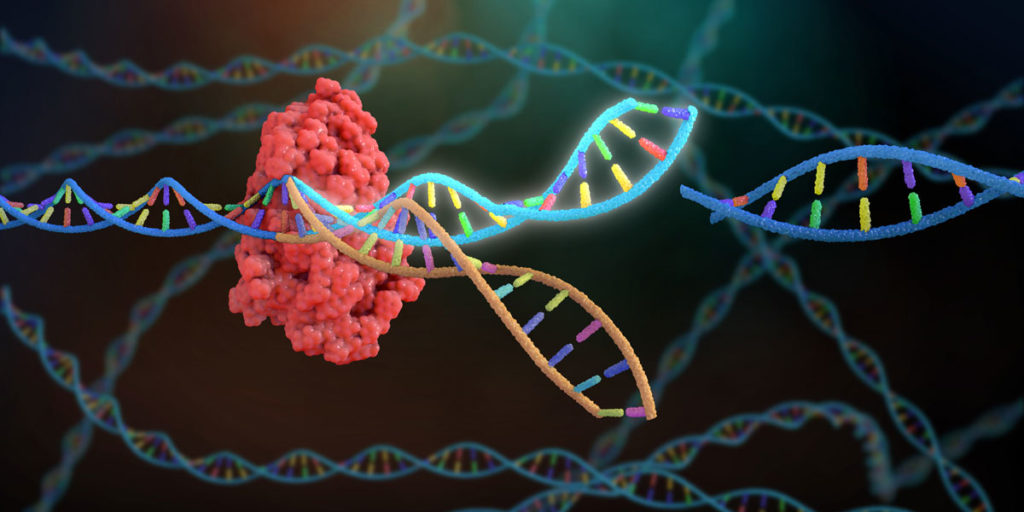 Image of CRISPR-Cas complex targeting DNA with gRNA