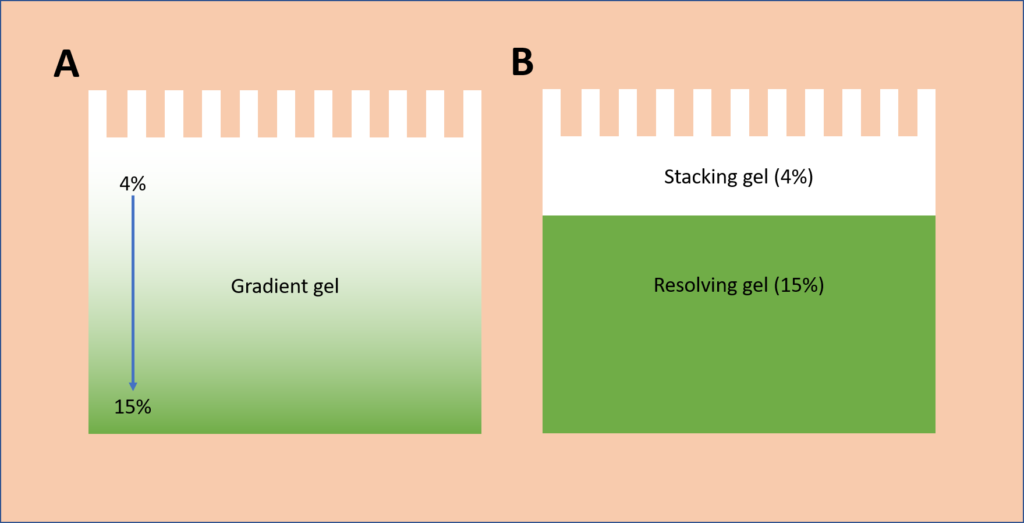 What Are Gradient Gels, Why Use Them, and How to Make Them