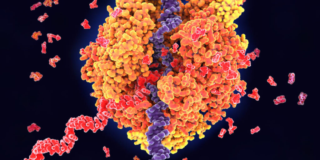 Image of DNA transcriptio to show how CRISPR can modify gene expression using CRISPRa and CRISPRi