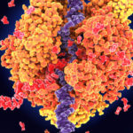 Image of DNA transcriptio to show how CRISPR can modify gene expression using CRISPRa and CRISPRi