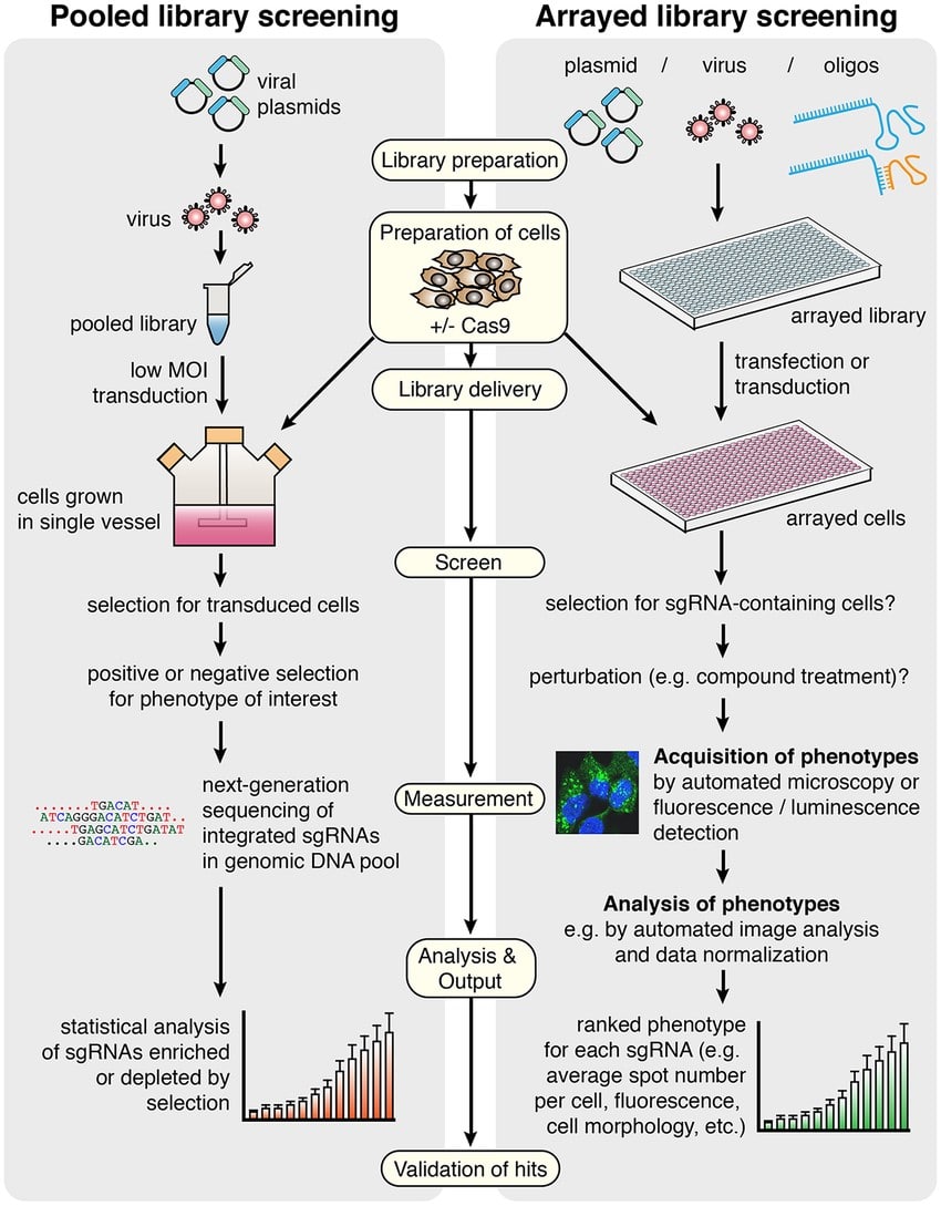 CRISPR Screening A Simple Guide to Scaling Up