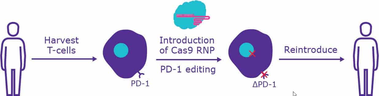 Diagram of how CRISPR can be used to disrupt PD-1 receptor in patient T cells.