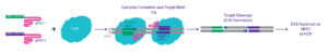 Schematic of how CRISPR paired nickases create double-strand breaks.