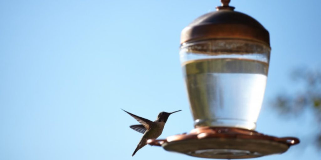 A bird feeder representing feeder cells providing nourishment to primary cells