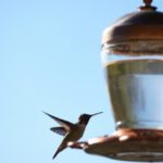 A bird feeder representing feeder cells providing nourishment to primary cells