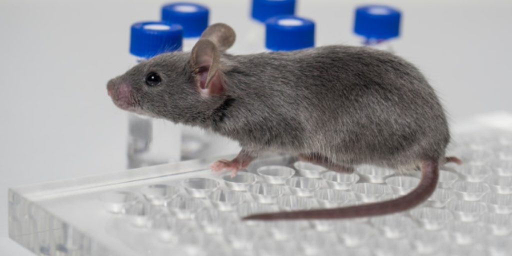 Gray mouse sitting on a 96-well plate with vials in the background