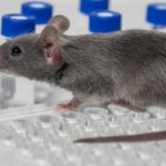 Gray mouse sitting on a 96-well plate with vials in the background