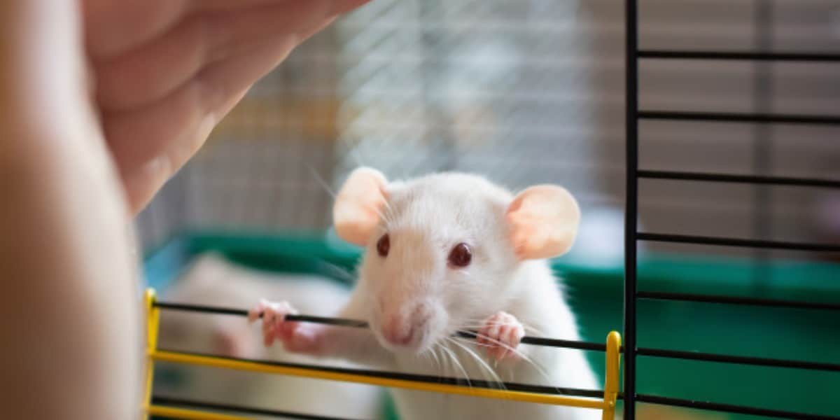 Is That A Rat or A Mouse and Why It Matters