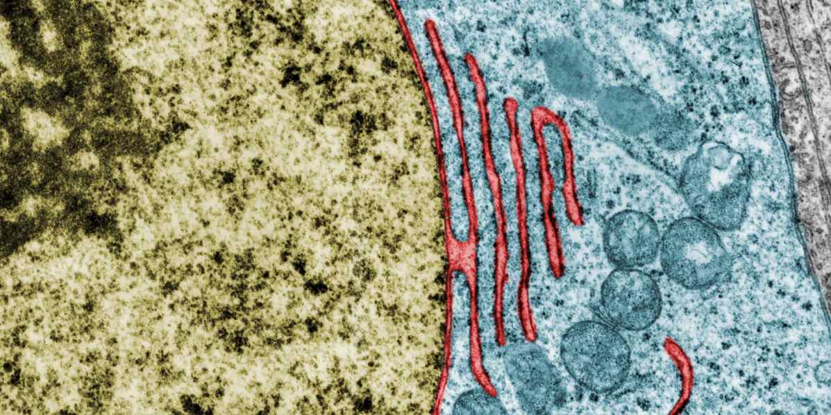 electron microscope images color virus