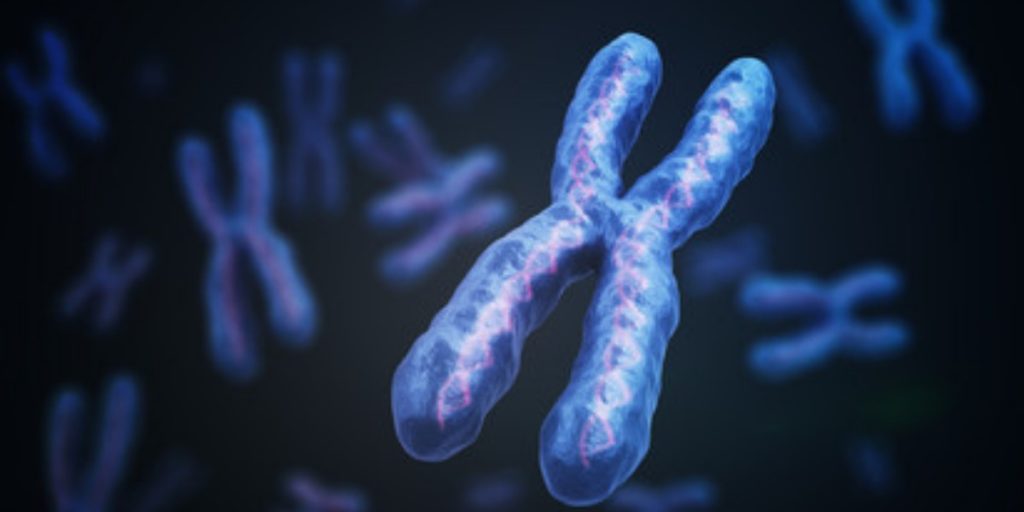 Image of cartoon chromosomes spread out on a plain background with a single chromosome in focusdepiciting preparing metaphase spreads