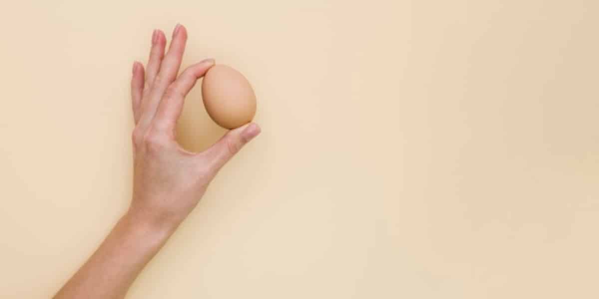 Hand holding a brown egg to depict using chick embryps for studying angiogenesis