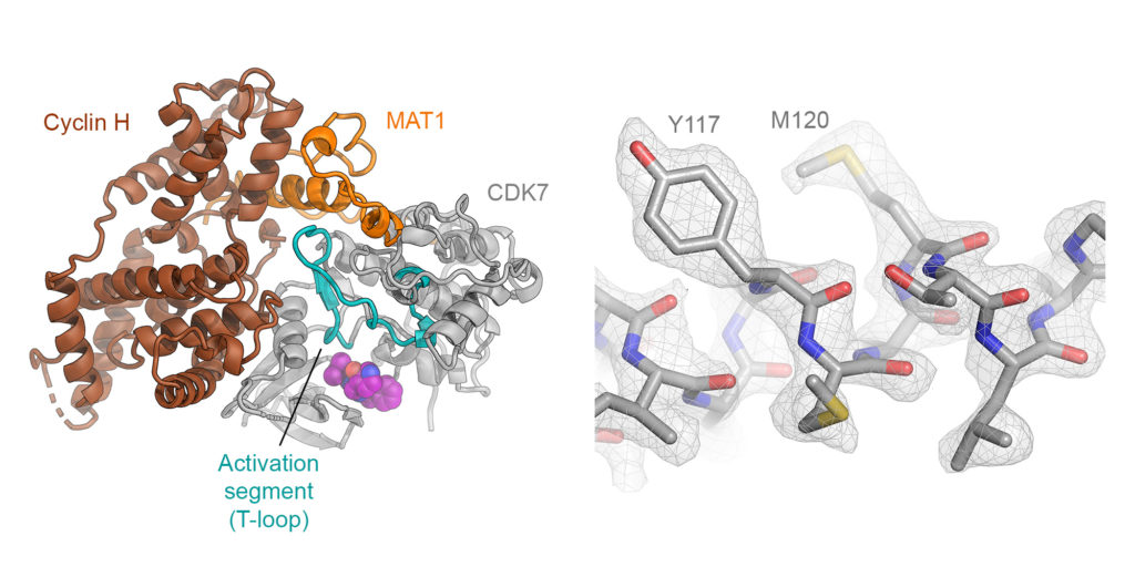 CryoEM reveals ligand binding in the SARSCoV2 spike protein and the