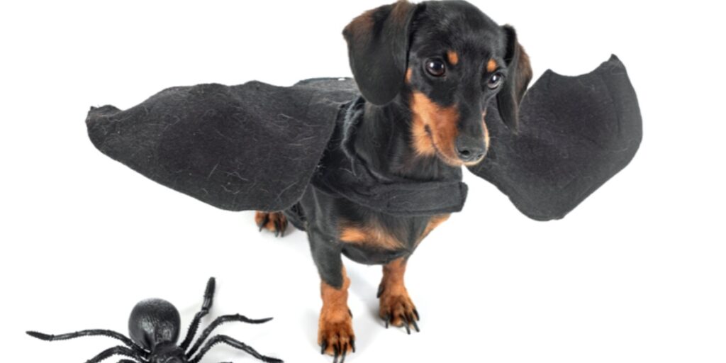 A picture of a dachshund dog wearing a pair of bat wings with a large plastic spider to represent the funniest Drosophila gene names