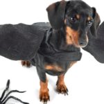 A picture of a dachshund dog wearing a pair of bat wings with a large plastic spider to represent the funniest Drosophila gene names