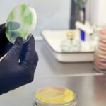 Gloved hands of a researcher holding a Petri dish with green stained medium and surrounded by other stacked Petri dishes with red and yellow stains to represent someone identifying microbes