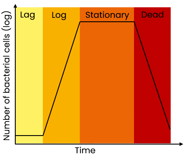 5 Phases Of Bacterial Growth