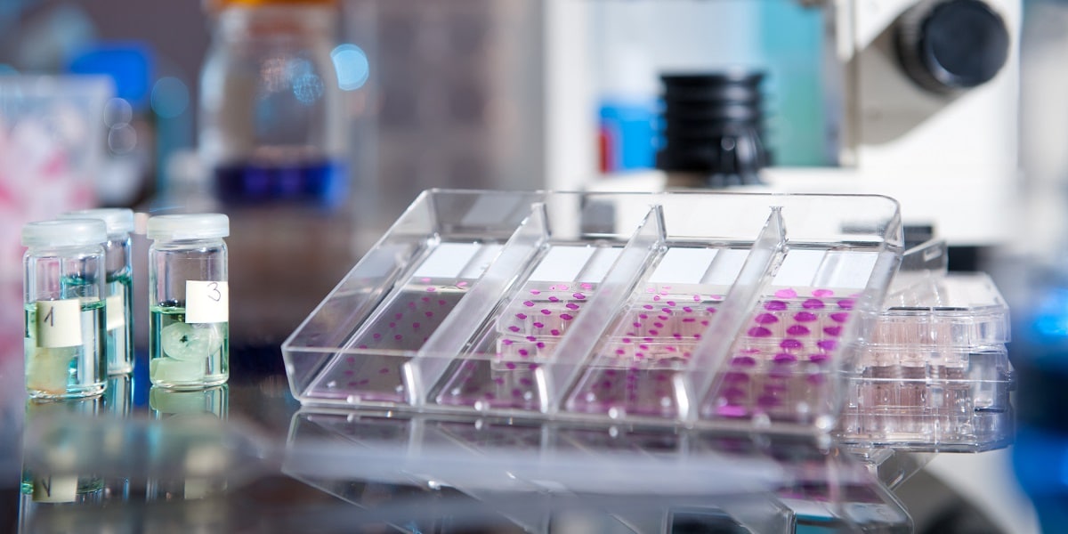 Histological experiment