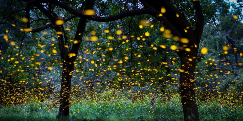 Image of fireflys in a forest as the enzyme used in the luciferase reporter assay comes from fireflys