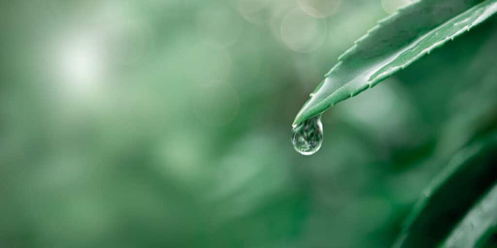 Image of raindrop on a leaf to represent DNA precipitation