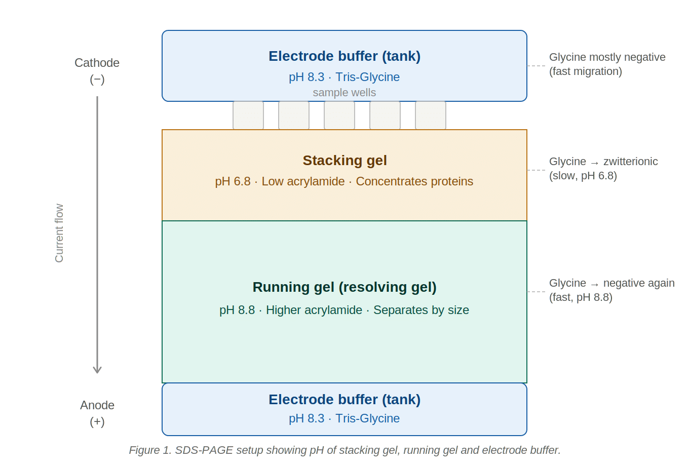 How SDS-PAGE Works
