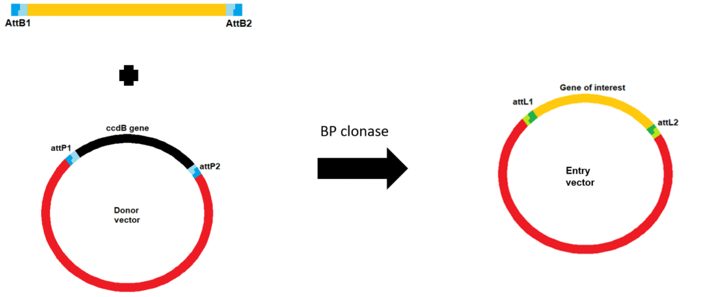 Essential Factors for Successful Gateway Cloning