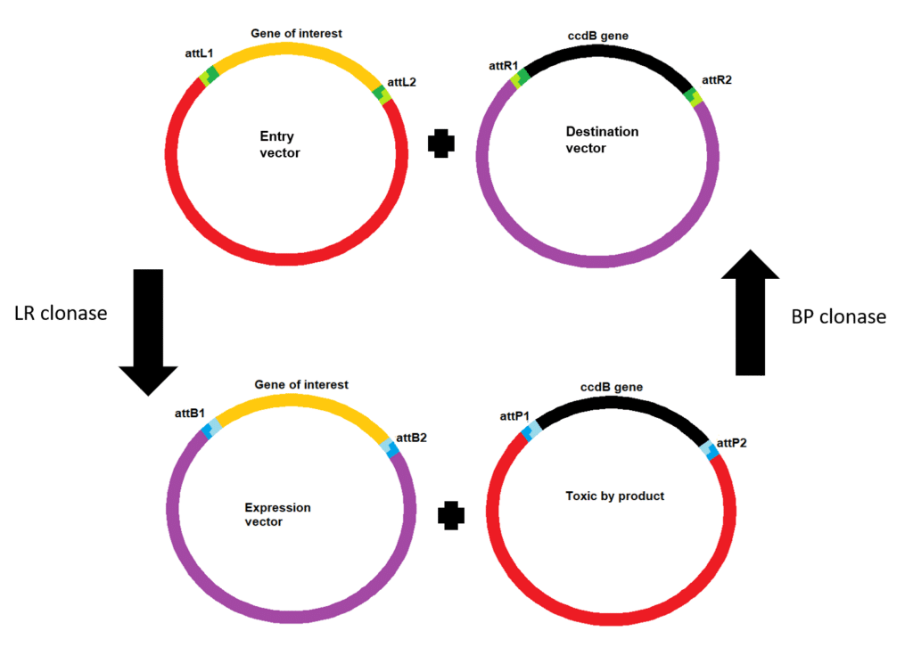 Essential Factors for Successful Gateway Cloning