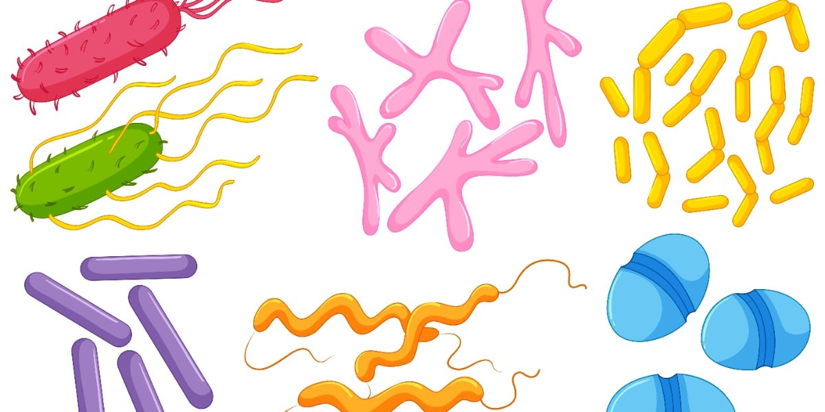 What are the main microbial strains of CrM? What are the main microbial strains of CrM?