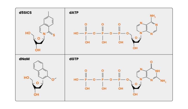 Xeno Nucleic Acids: Essential Tools in Synthetic Biology and Your Research